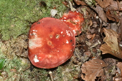 Russula maculata