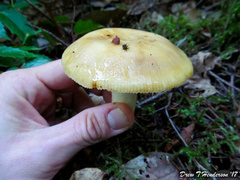 Russula grata