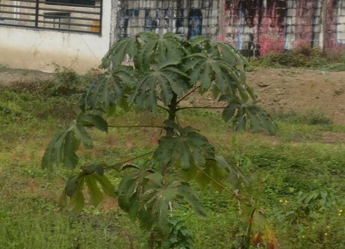 Cecropia litoralis