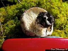 Russula grata