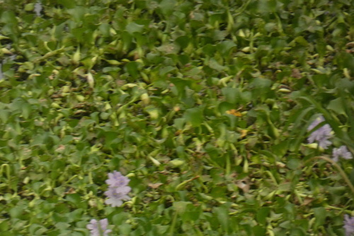 common water hyacinth