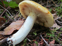 Russula grata