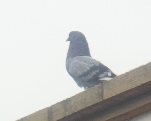 Feral Pigeon