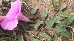 Ipomoea transvaalensis