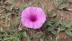 Ipomoea transvaalensis