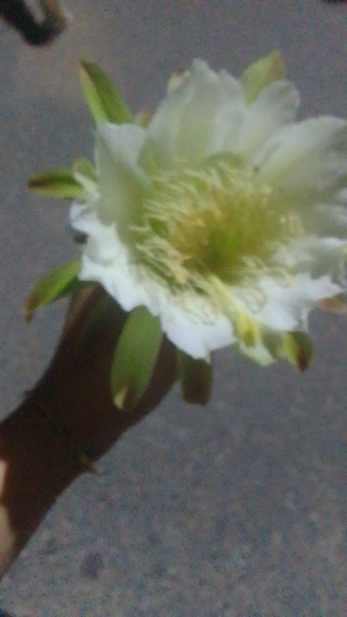 Cereus hexagonus