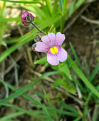 Nemesia caerulea