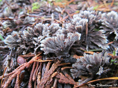 Thelephora anthocephala