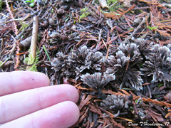 Thelephora anthocephala