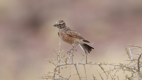 iNaturalist image