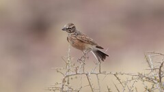 Sclater's Lark photo 2
