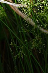 Juncus pauciflorus