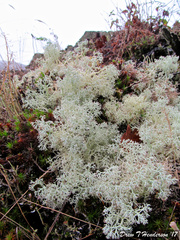 Cladonia ciliata tenuis