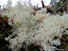 Cladonia ciliata tenuis