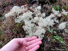 Cladonia ciliata tenuis