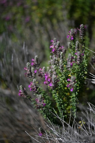 Teucrium marum, photograph 4