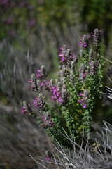 Teucrium marum, photograph (c) Flavien Saboureau, some rights reserved (CC BY)