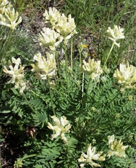 Oxytropis approximata