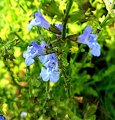 Salvia repens
