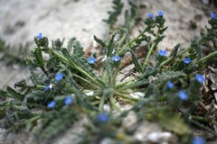 Anchusa crispa, photograph (c) Flavien Saboureau, some rights reserved (CC BY)