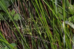 Juncus pauciflorus