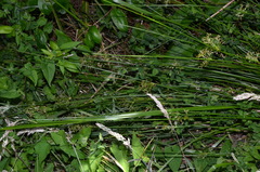 Juncus pauciflorus