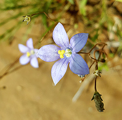 Wahlenbergia krebsii