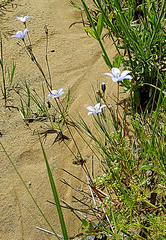 Wahlenbergia krebsii