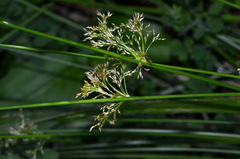 Juncus pauciflorus