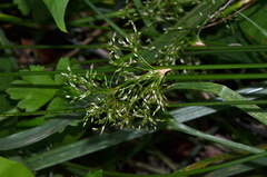 Juncus pauciflorus