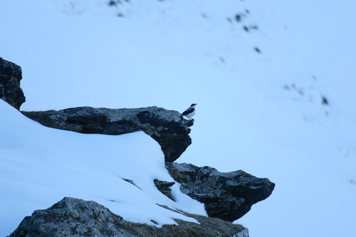 skaliarik sivý (Oenanthe oenanthe)