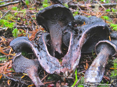 Hydnellum fuscoindicum