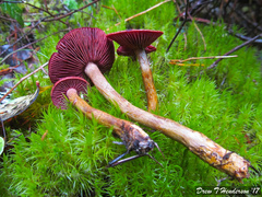 Cortinarius smithii