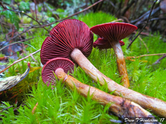 Cortinarius smithii