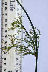 Juncus pauciflorus