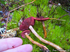 Cortinarius smithii