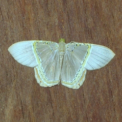 Phrygionis paradoxata