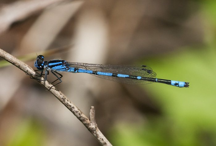 Sandhill Bluet