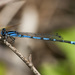 Sandhill Bluet - Photo (c) Jim Johnson, some rights reserved (CC BY-NC-ND), uploaded by Jim Johnson
