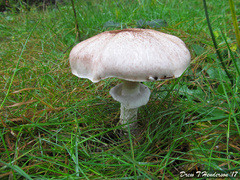 Agaricus subrufescens