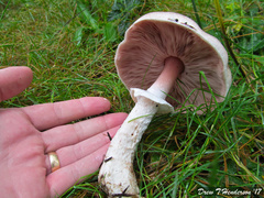 Agaricus subrufescens