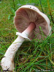 Agaricus subrufescens