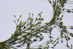 Juncus pauciflorus