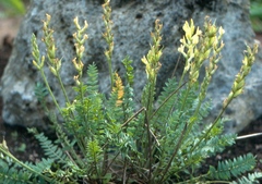 Oxytropis hippolyti
