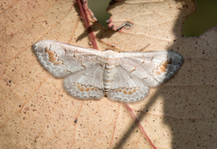 Dithalama cosmospila