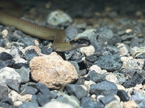 Red-naped Snake sighting