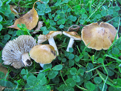 Inocybe xanthomelas