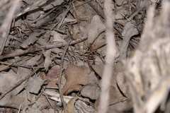 Opisthopsis picta