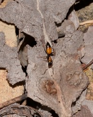 Opisthopsis picta