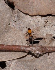 Opisthopsis picta
